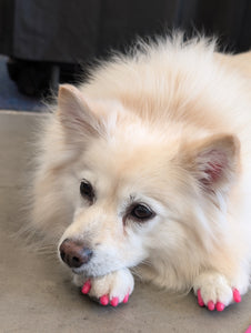 Soft Paws® Nail Caps for Dogs