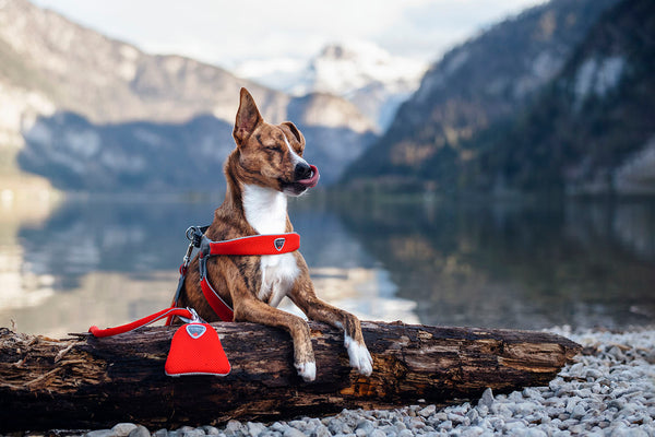 Cinquetorri Coloured Dog Harness (Classic)