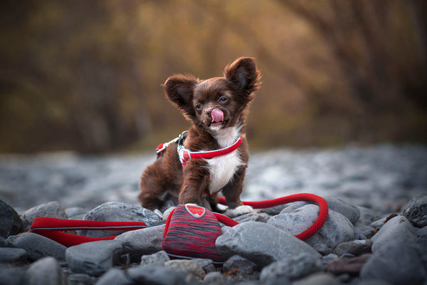 Cinquetorri Coloured Dog Harness (Mini)