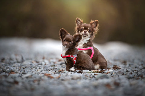 Cinquetorri Coloured Dog Harness (Mini)