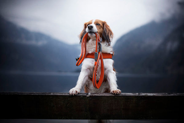 Cinquetorri Coloured Dog Harness (Classic)