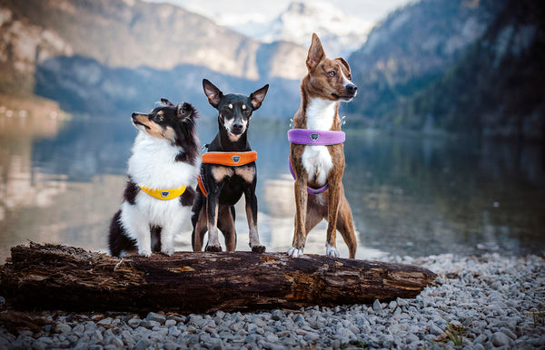 Cinquetorri Coloured Dog Harness (Classic)