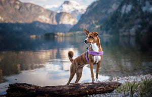 Cinquetorri Coloured Dog Harness (Classic)