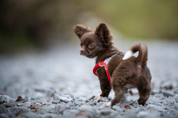 Cinquetorri Coloured Dog Harness (Mini)