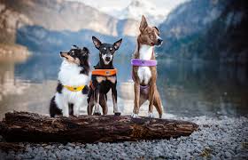 Coralpina Cinquetorri Dog Harness (Classic) Various Colours