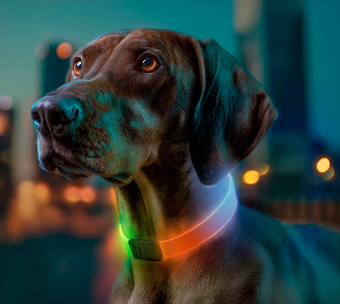 Waudog LED RGB Dog Collar